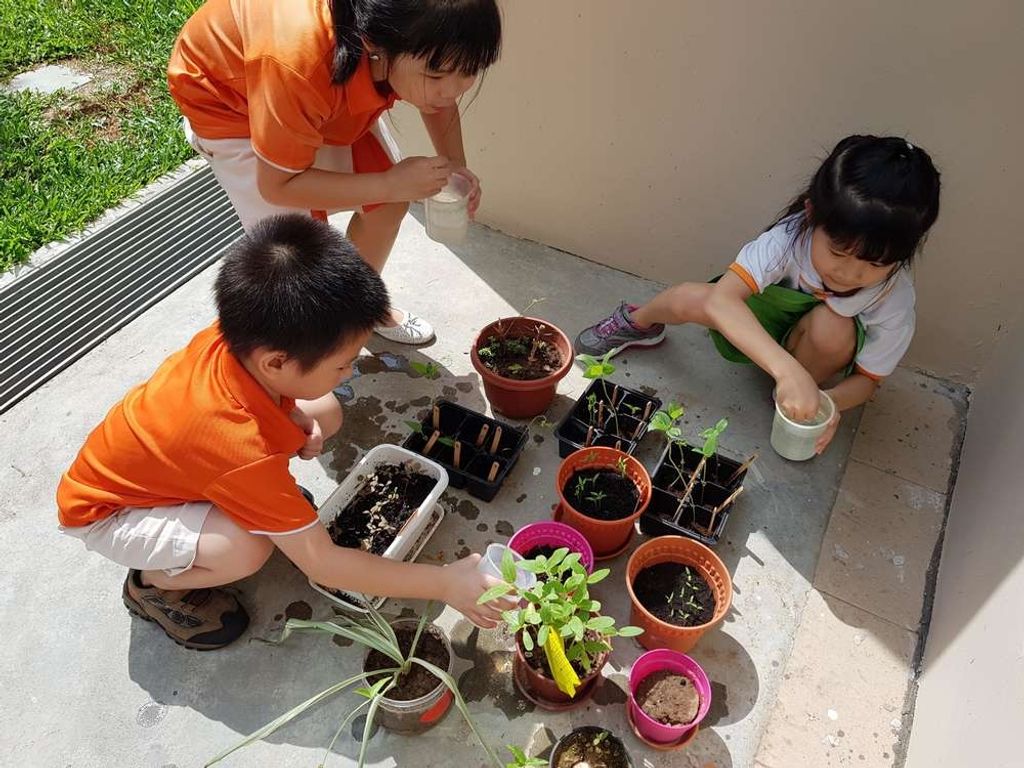 My First Skool - 487 Segar Rd SSDB - Our Own Mini Garden