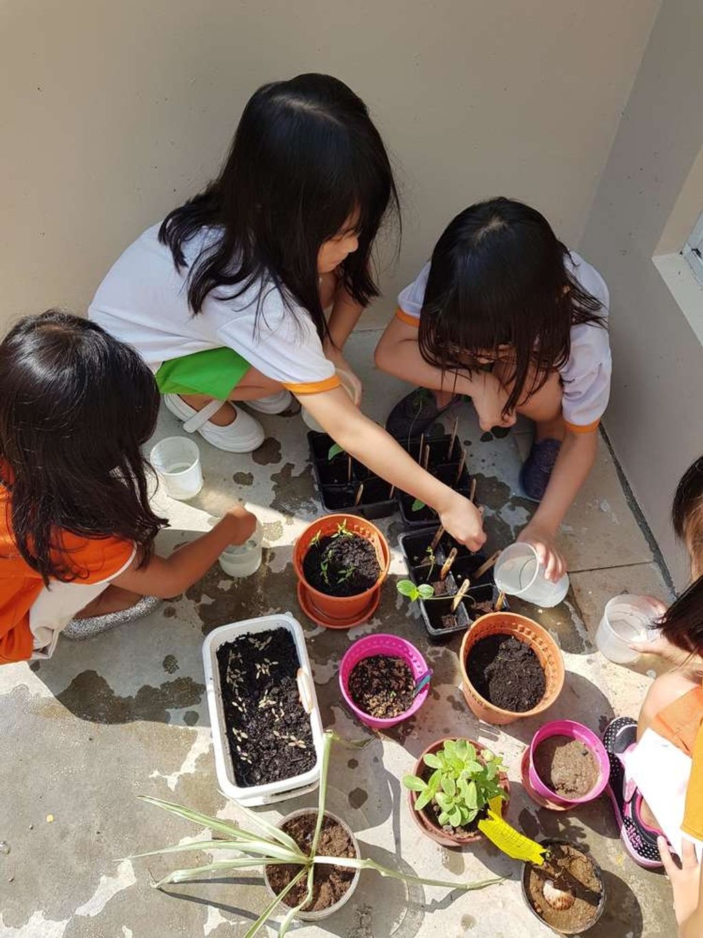 My First Skool - 487 Segar Rd SSDB - Our Own Mini Garden — photo 4