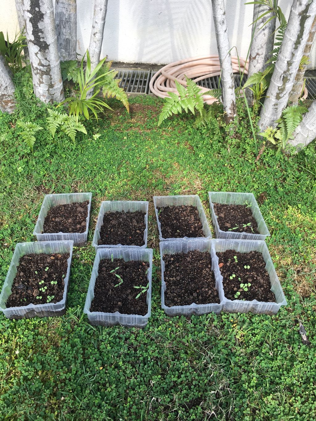 Diverting Trash into Flash ( Potted Plants using Plastic bottles) — photo 5