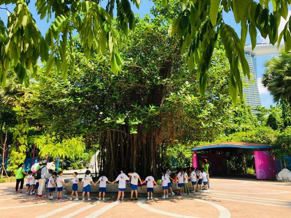 Trees are cool! (SSDB 2019) — photo 1