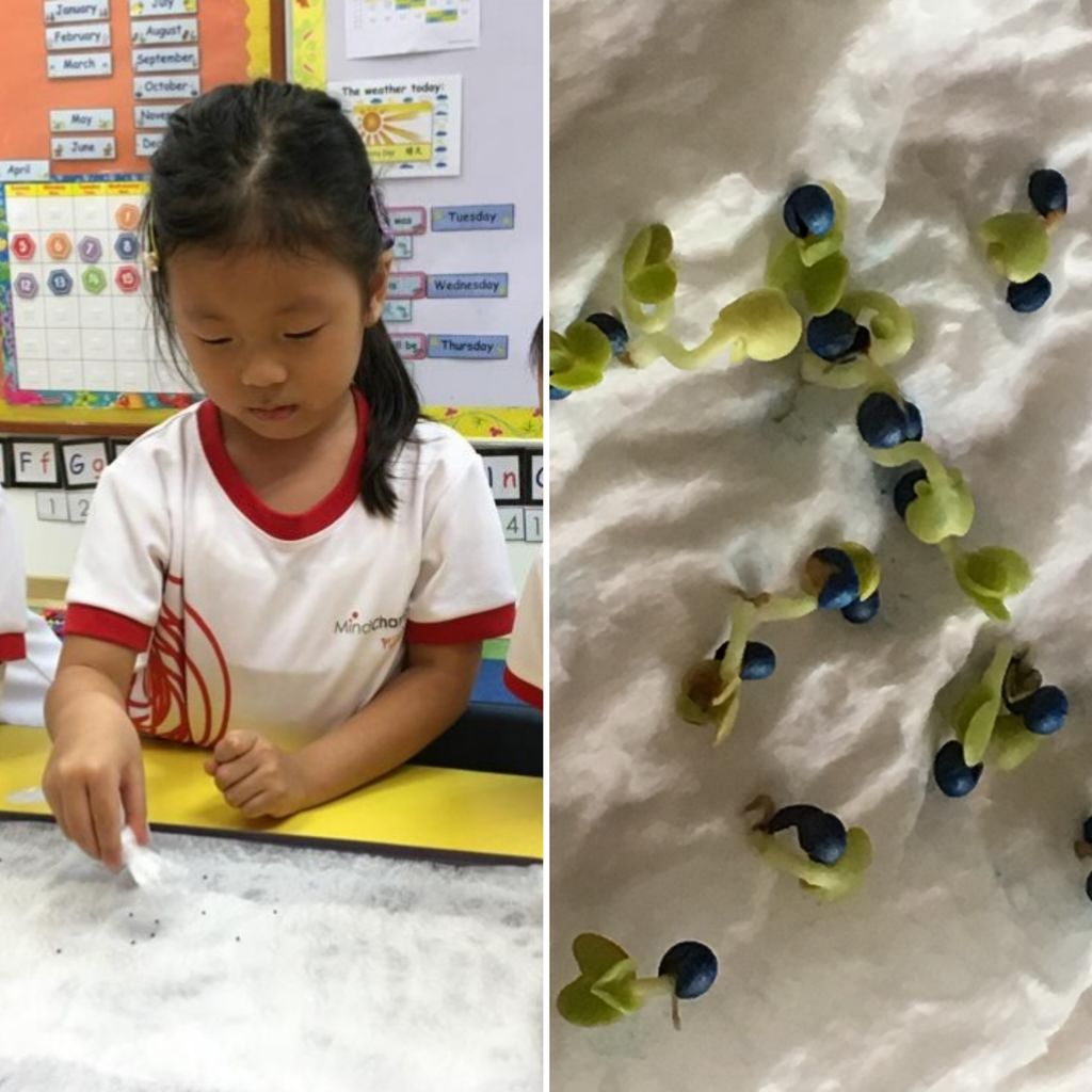 MindChamps PreSchool @ YCK - 'Introduction to Gardening'