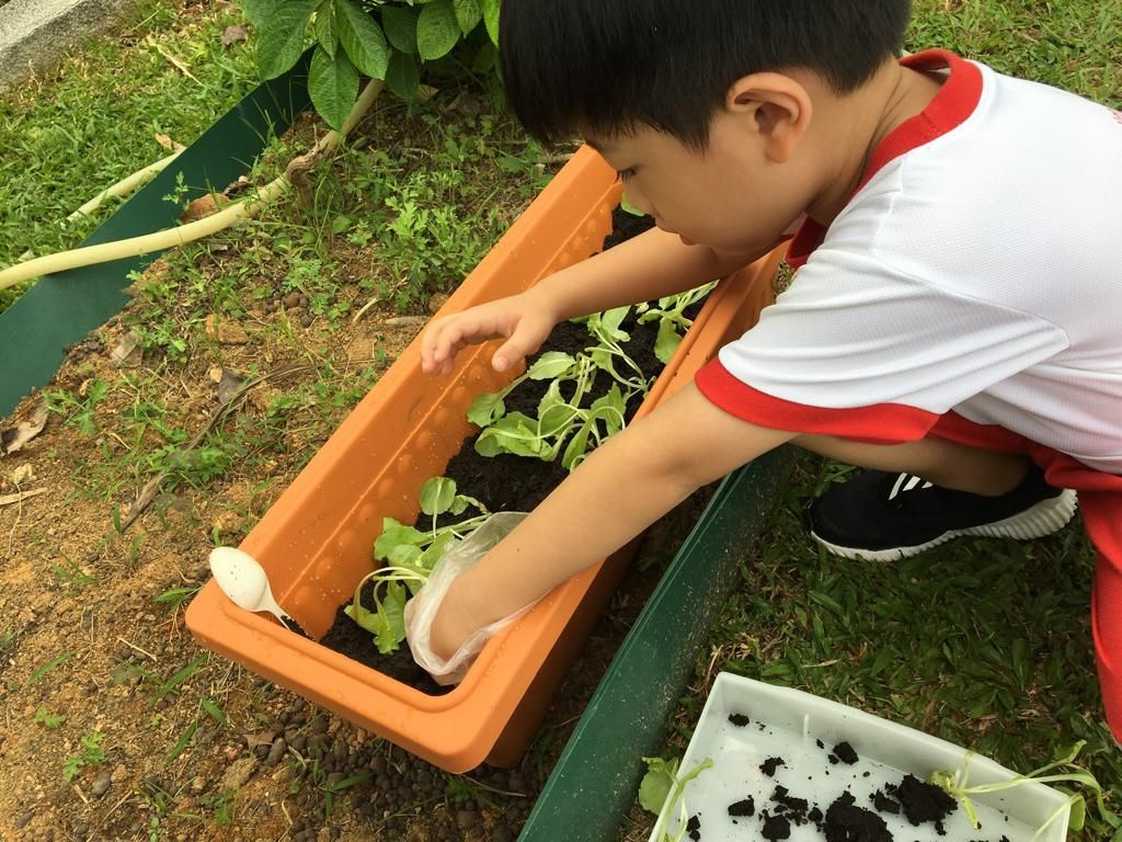 MindChamps PreSchool @ YCK - 'Introduction to Gardening' — photo 1