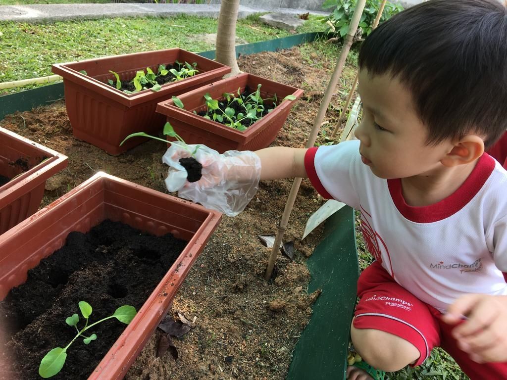 MindChamps PreSchool @ YCK - 'Introduction to Gardening' — photo 2