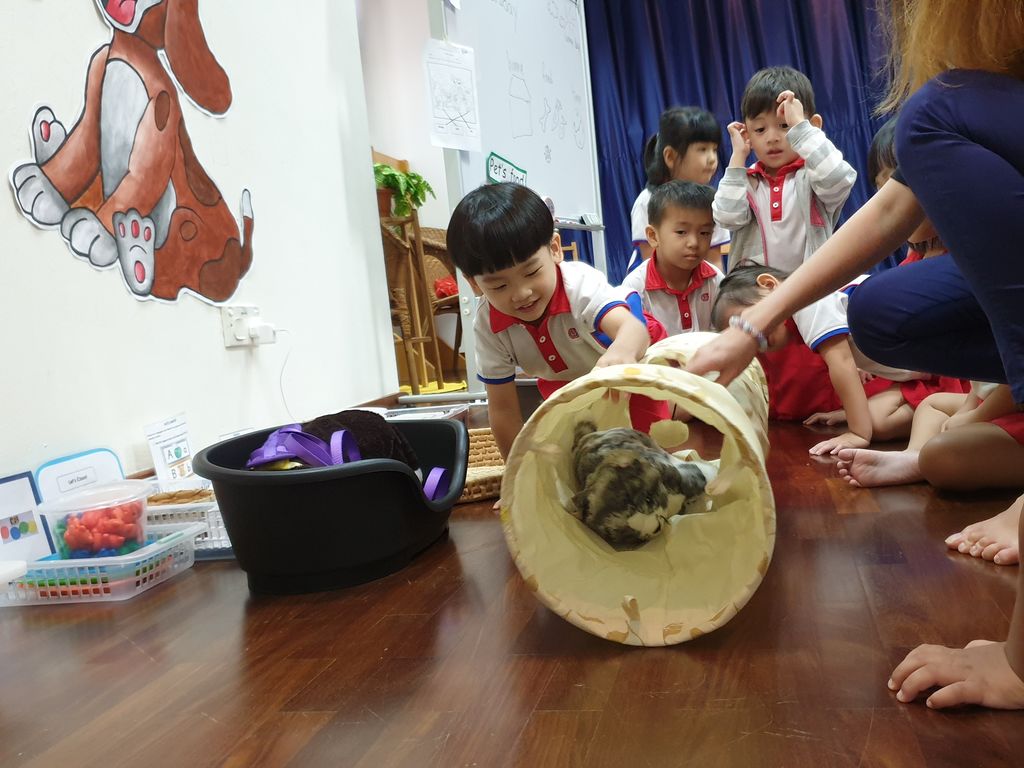 Bringing learning into the classroom – ‘A Pet is for Life’ at PCF Sparkletots Preschool @ Pioneer Blk 662B — photo 4