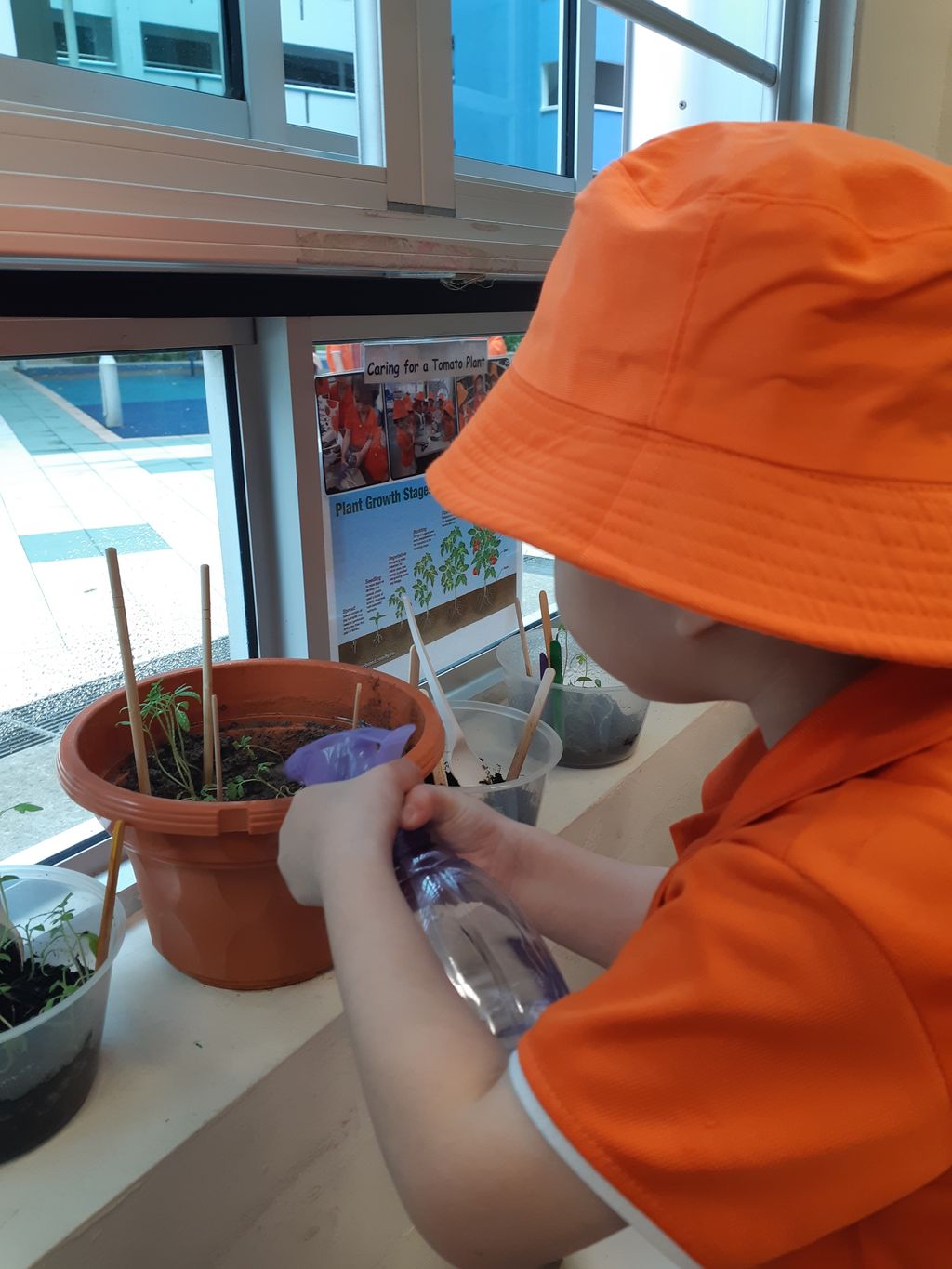 JW4 Tomato planting