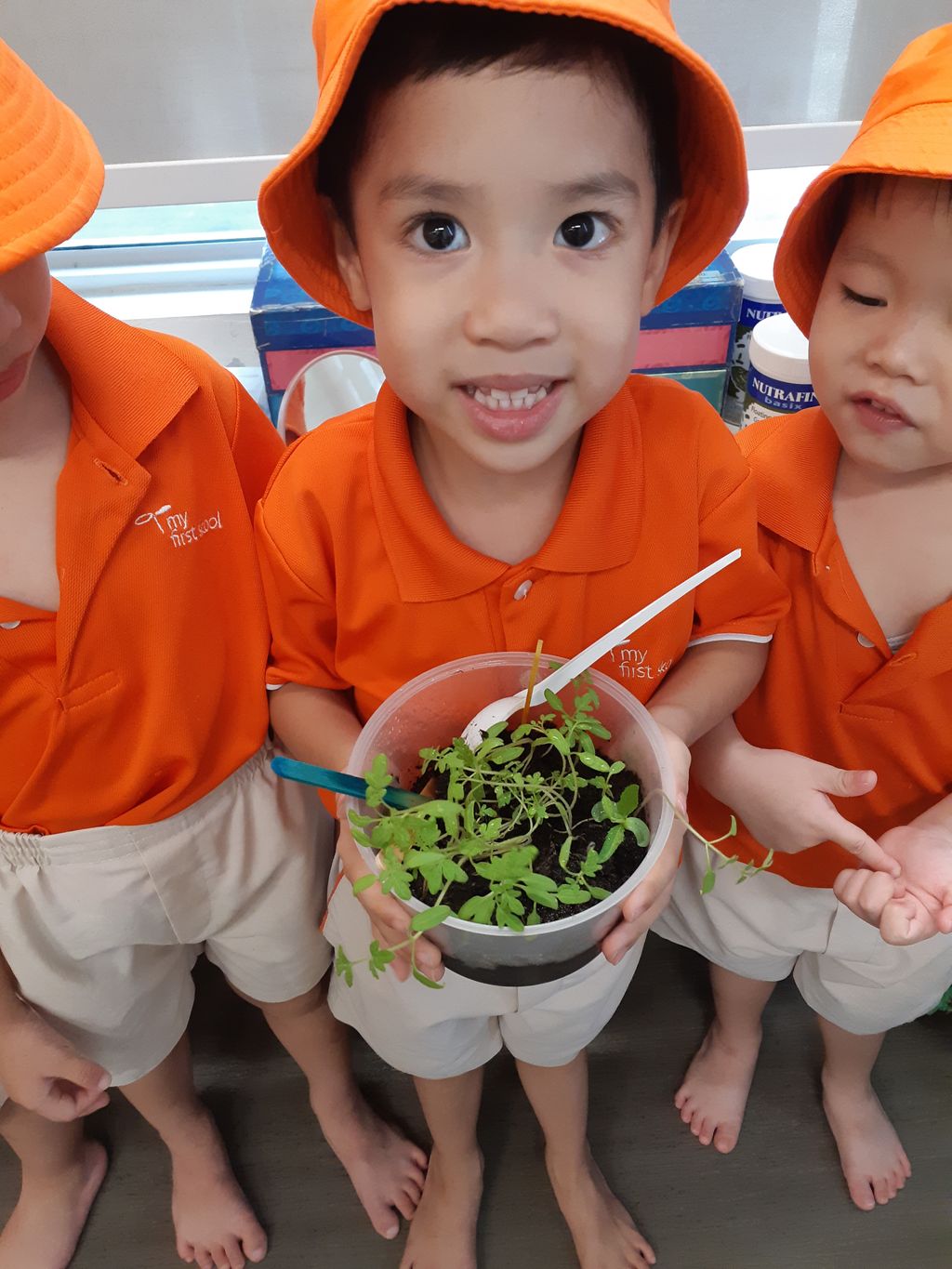 JW4 Tomato planting — photo 4
