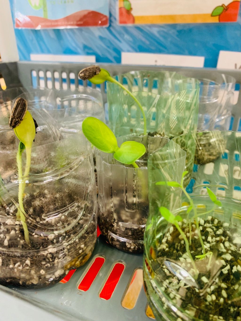 Our Vertical Kitchen Garden: Growing herbs & flowers through innovation — photo 5