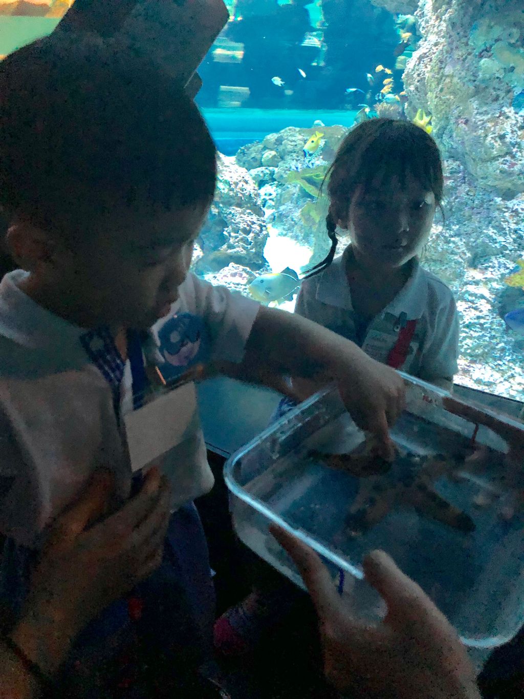 Marine Animals Awareness: An Underwater Journey — photo 3