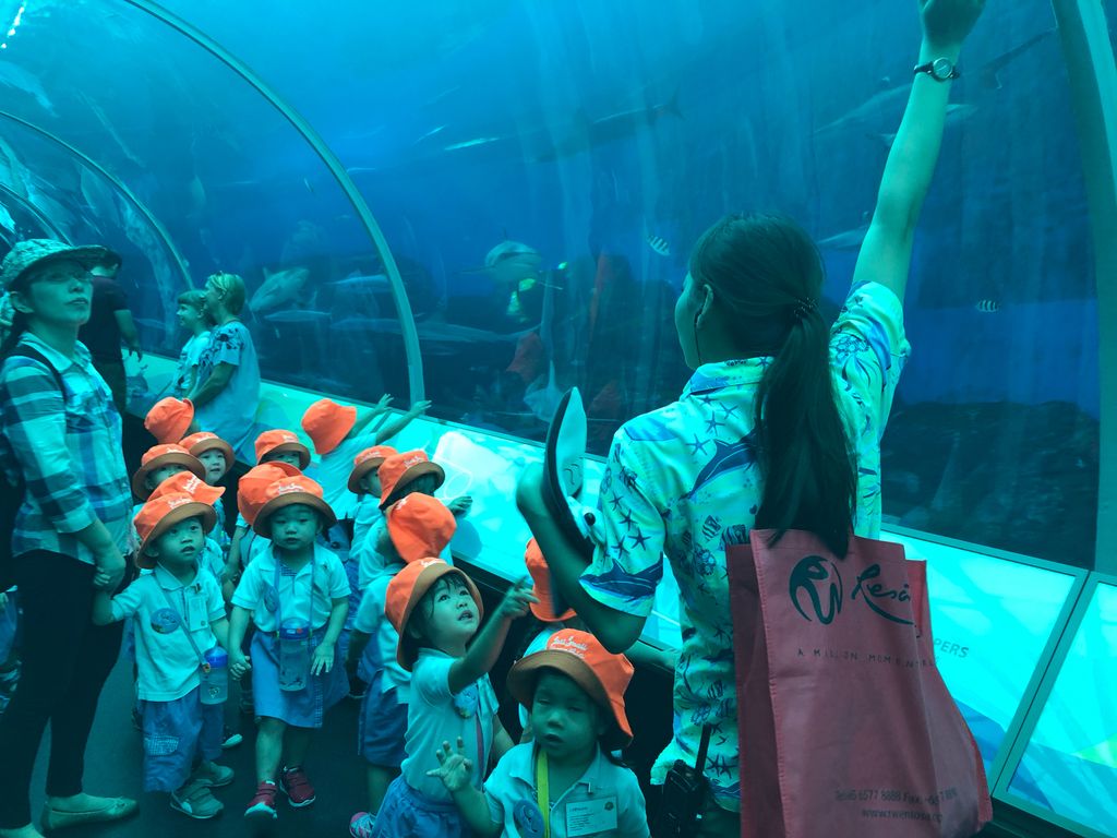 Marine Animals Awareness: An Underwater Journey — photo 6