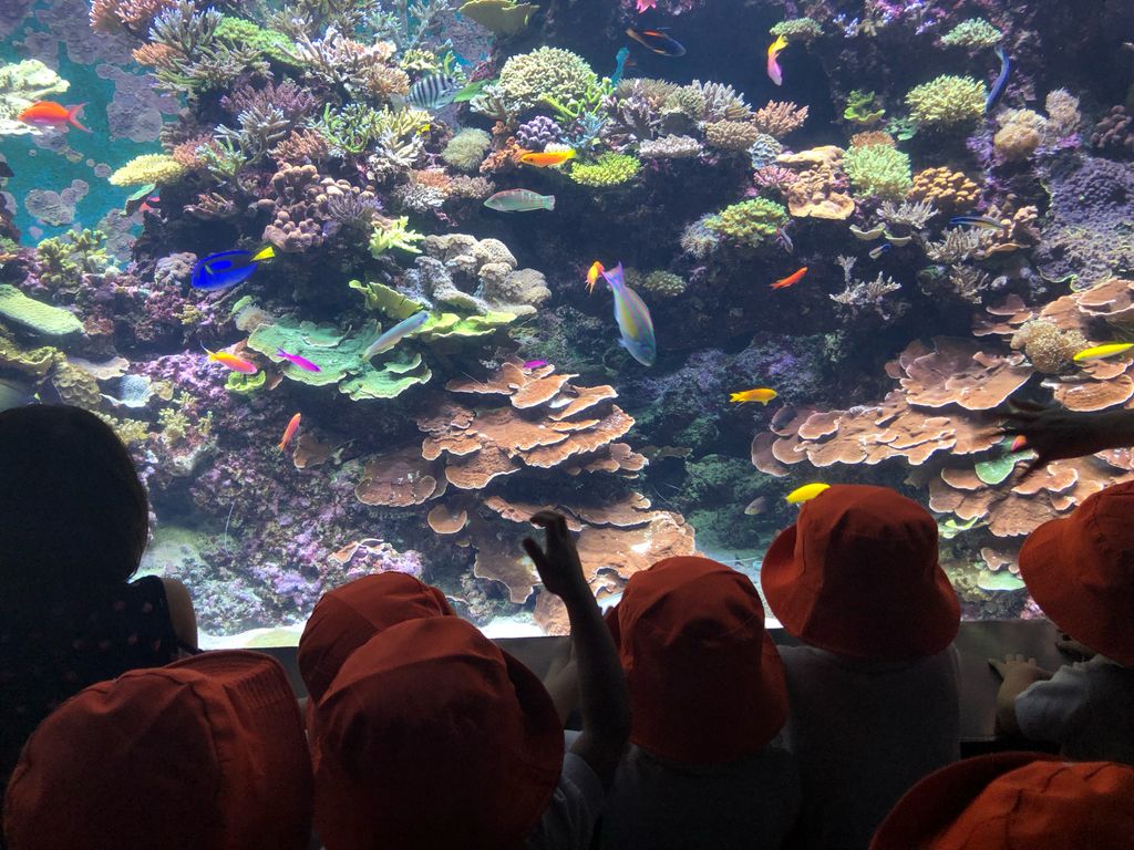 Marine Animals Awareness: An Underwater Journey — photo 7