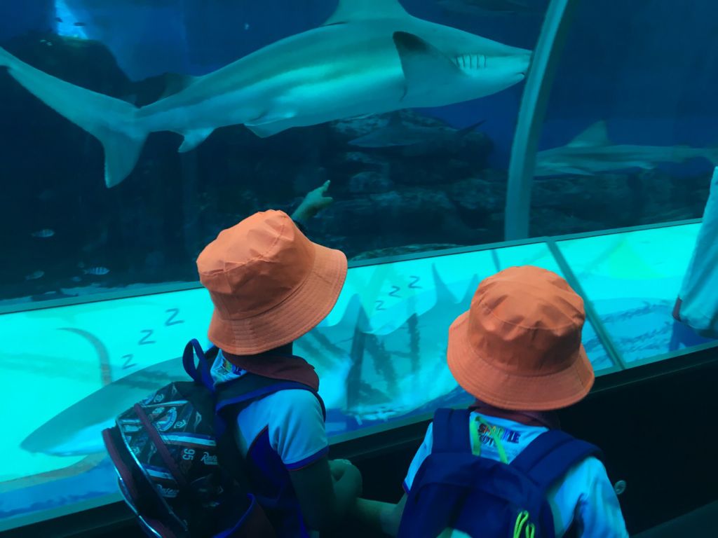 Little Hands' Ocean Quest — photo 1