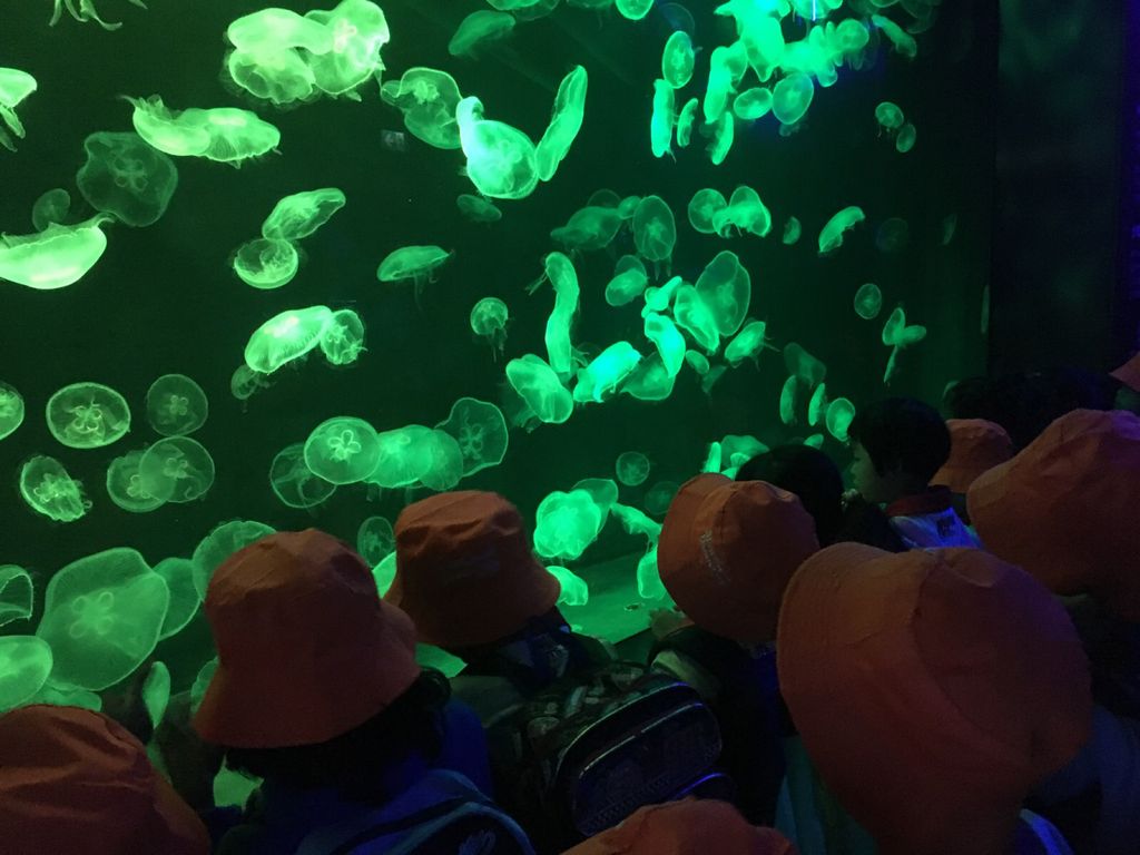 Little Hands' Ocean Quest — photo 6