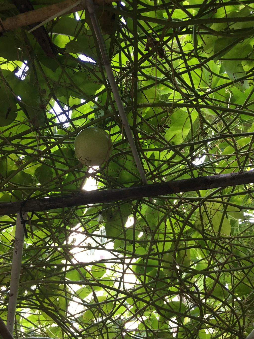 Visit to a Neighbourhood Garden( Treelodge Garden) — photo 4