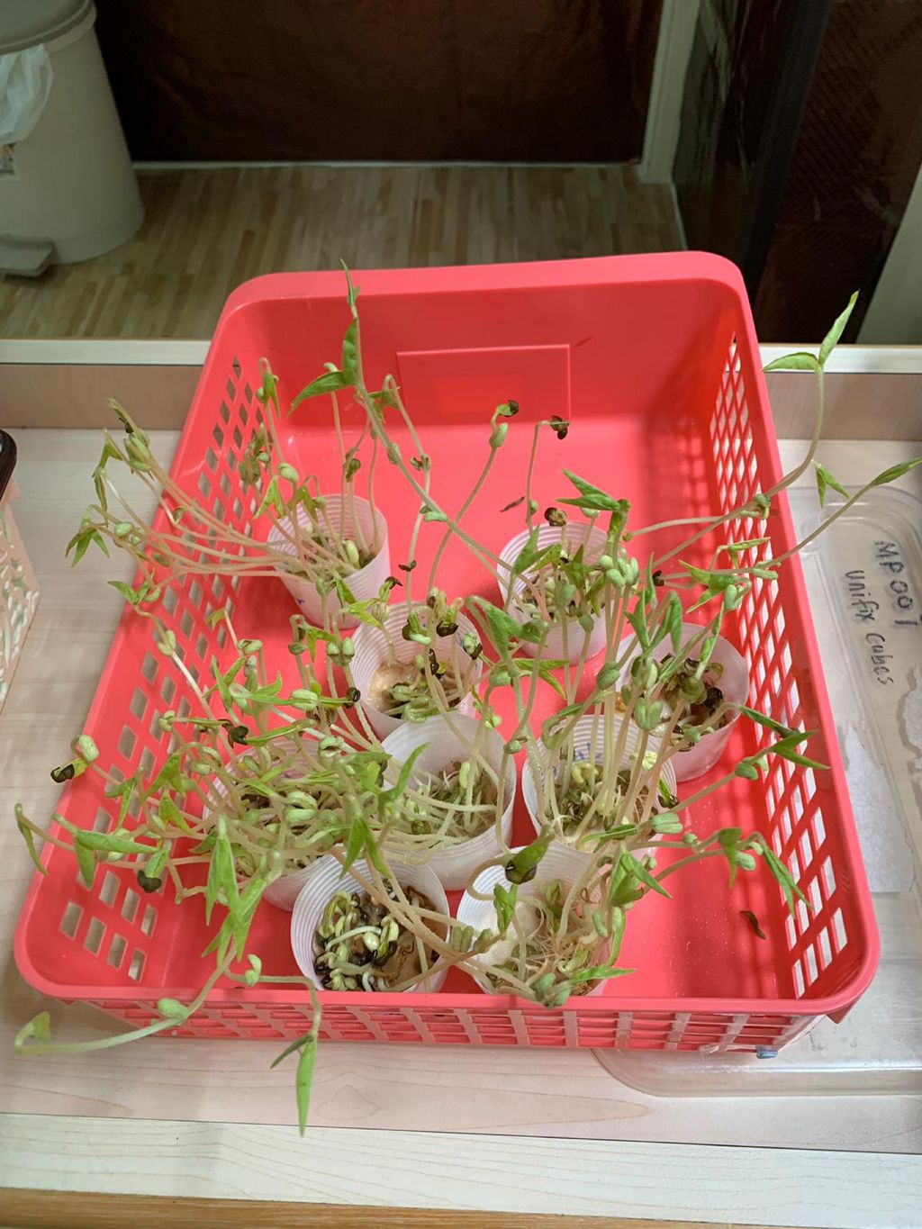 Our Mini Garden