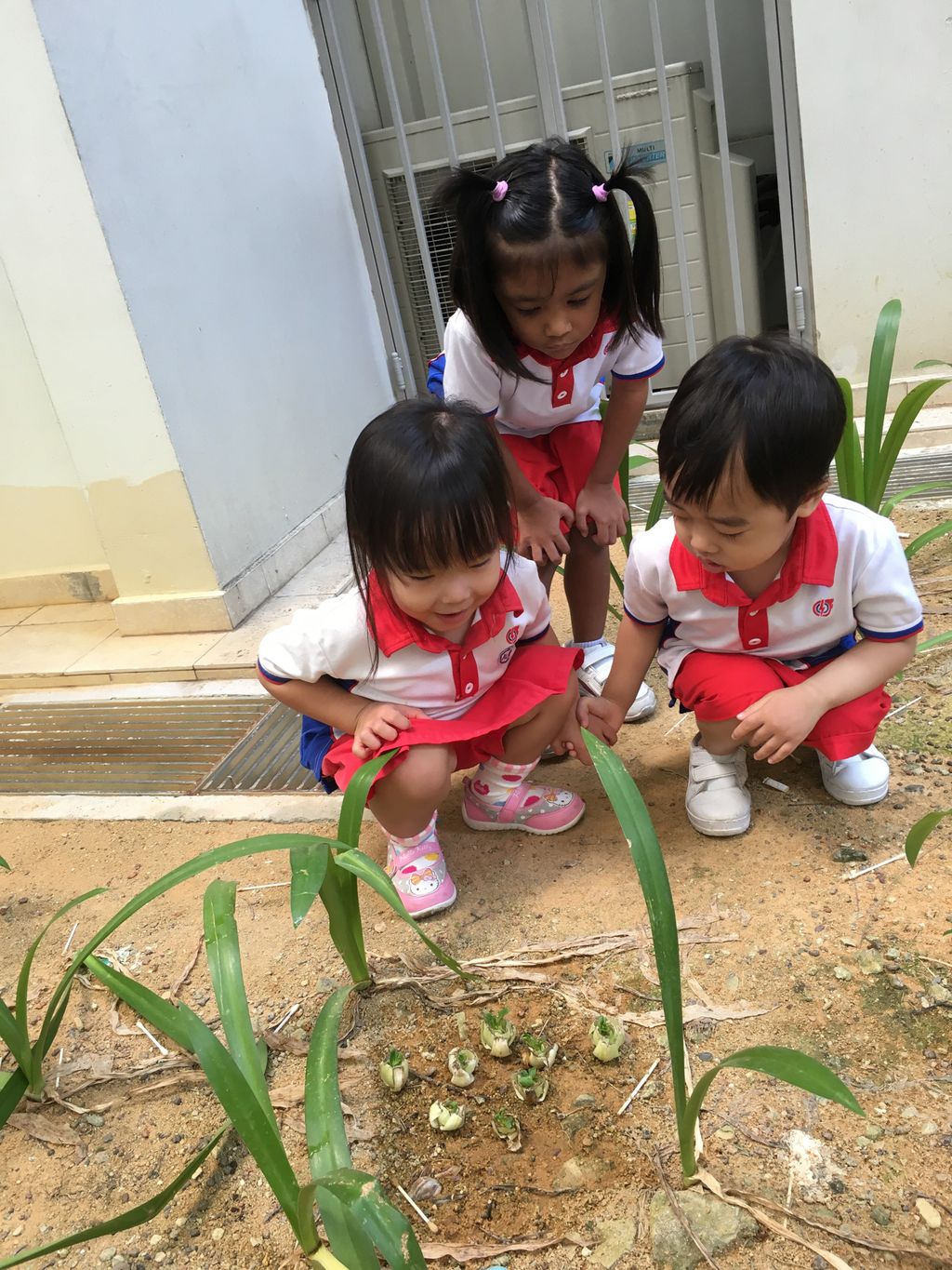 Our Mini Garden — photo 2