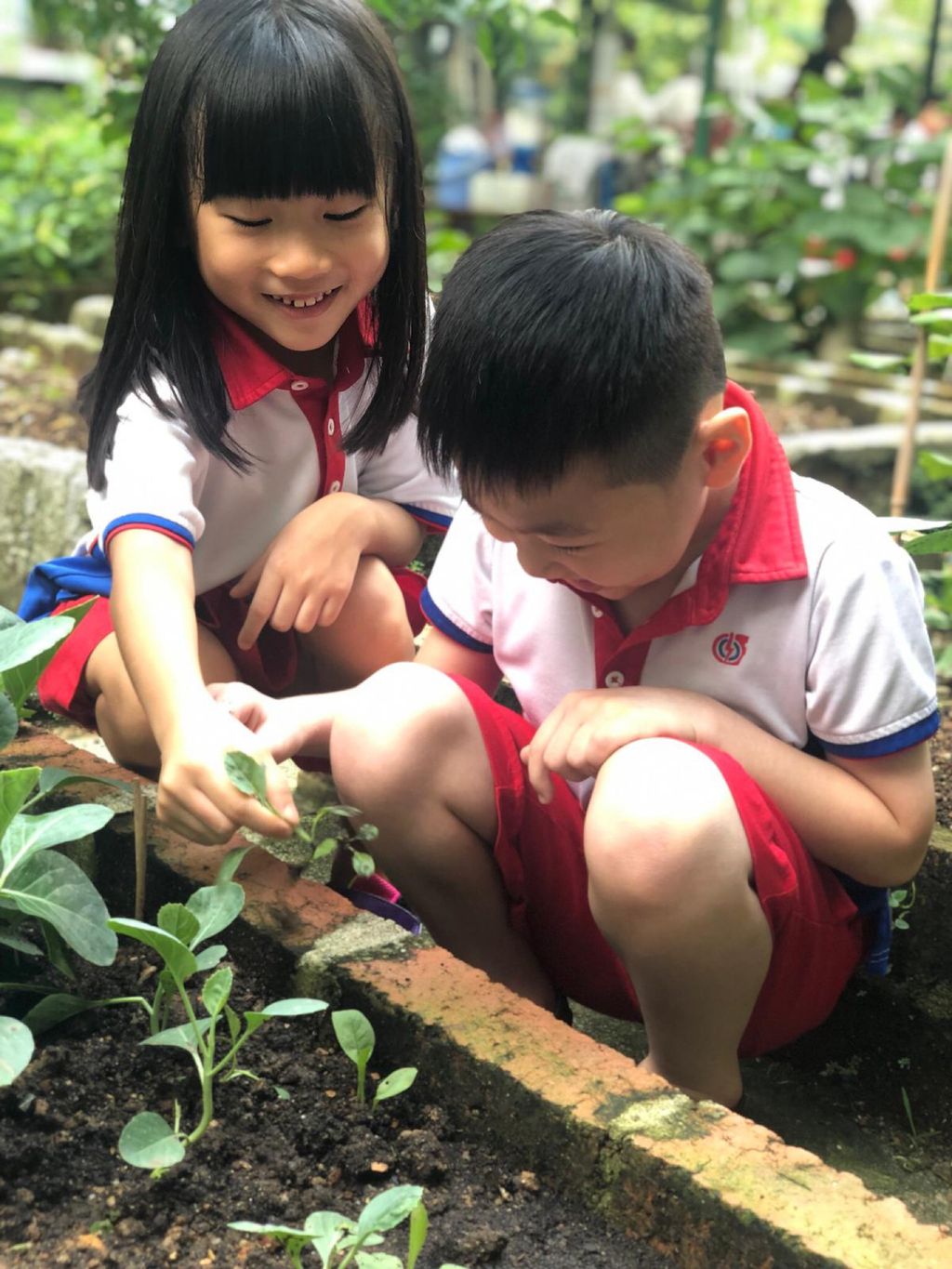 Young Harvesters — photo 2