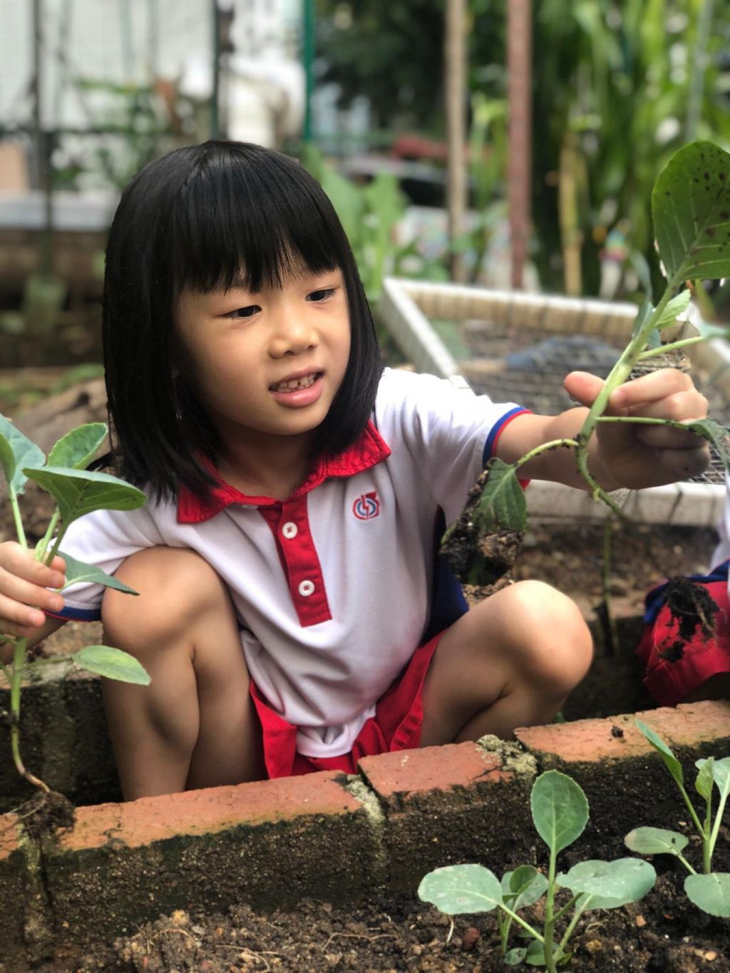 Young Harvesters — photo 3