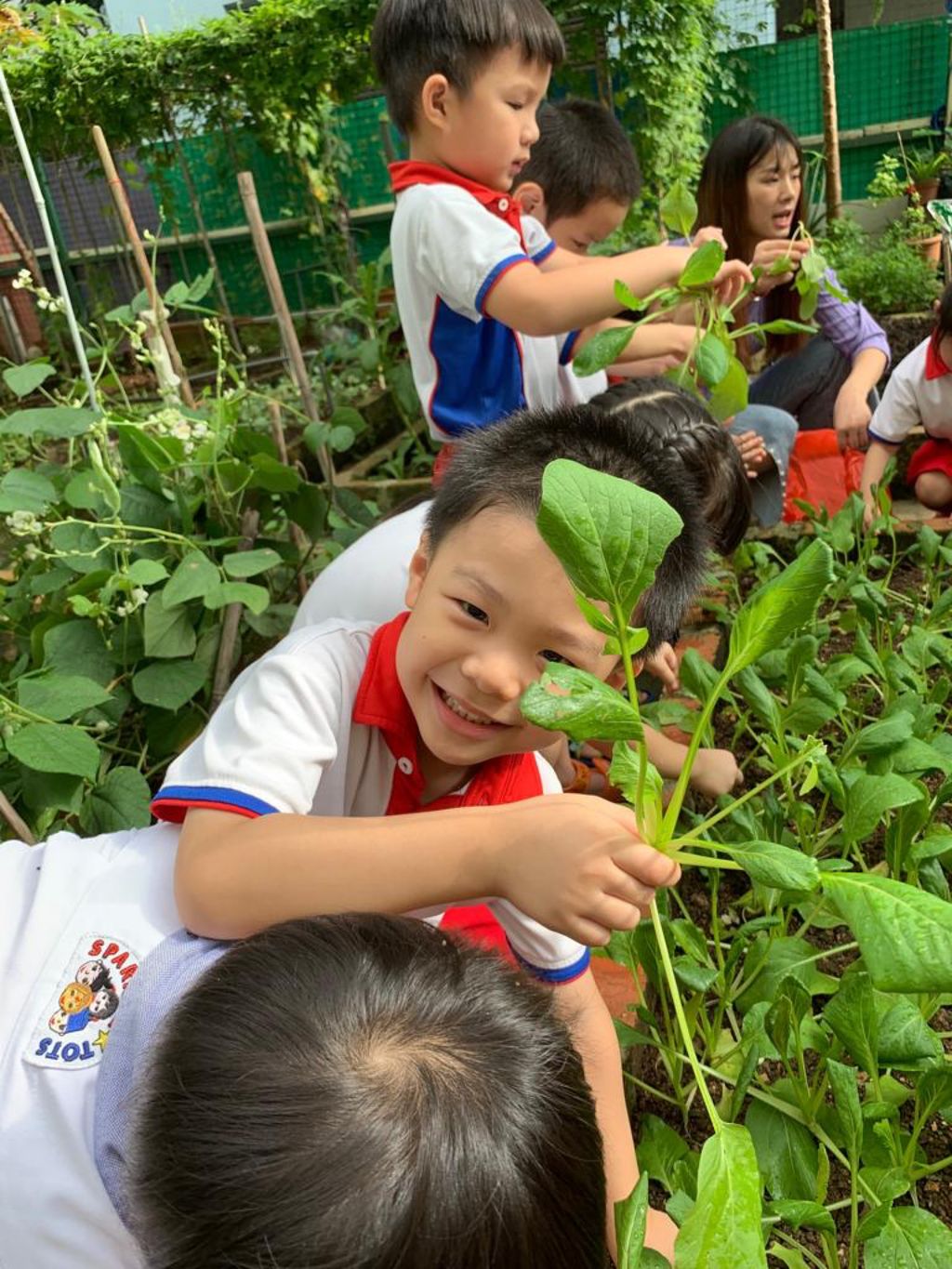 Young Harvesters — photo 4