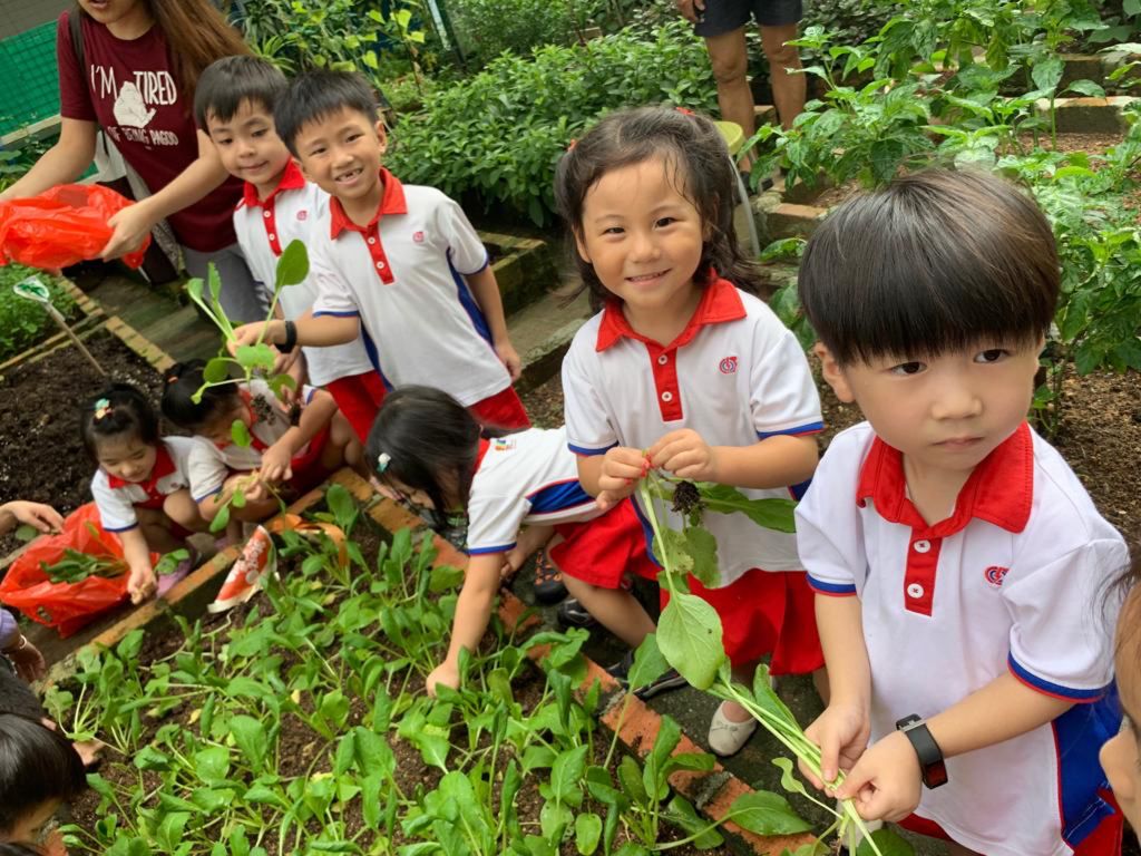 Young Harvesters — photo 5