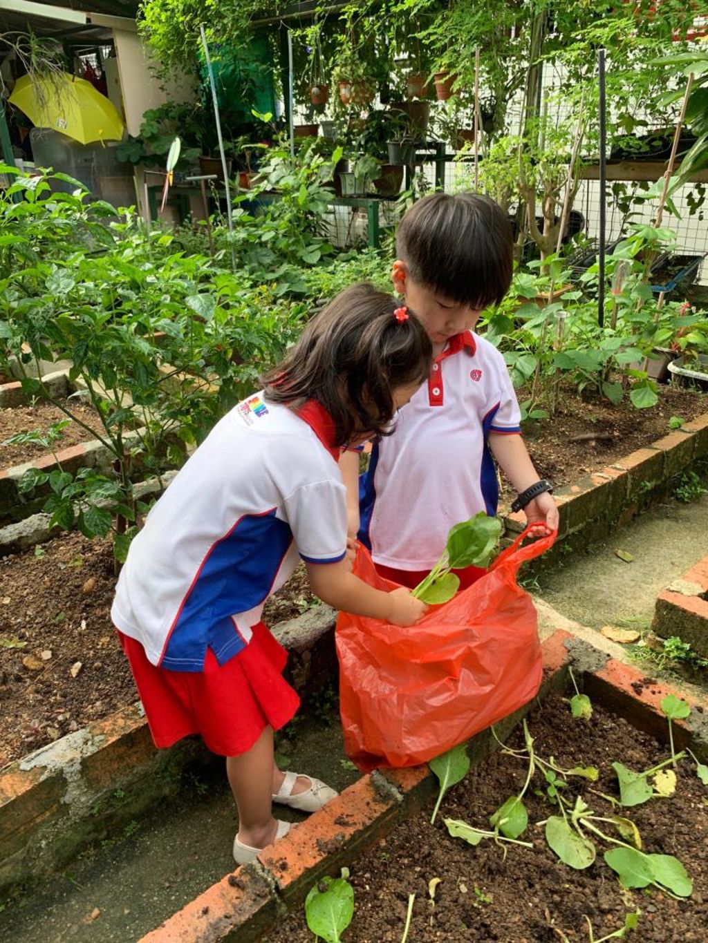 Young Harvesters — photo 6