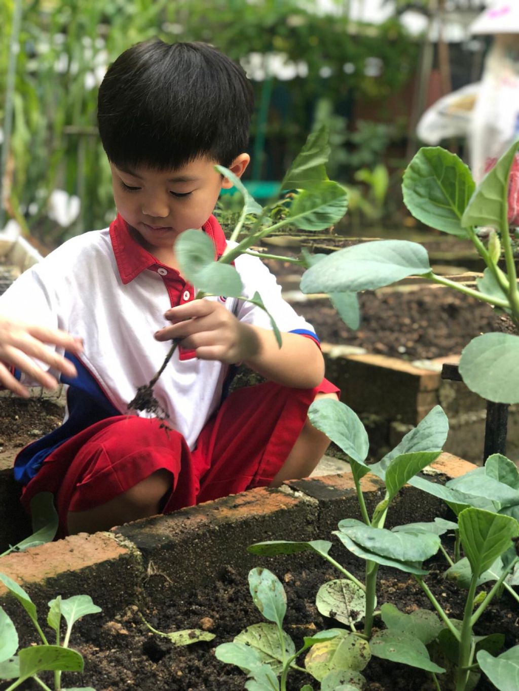 Young Harvesters — photo 8