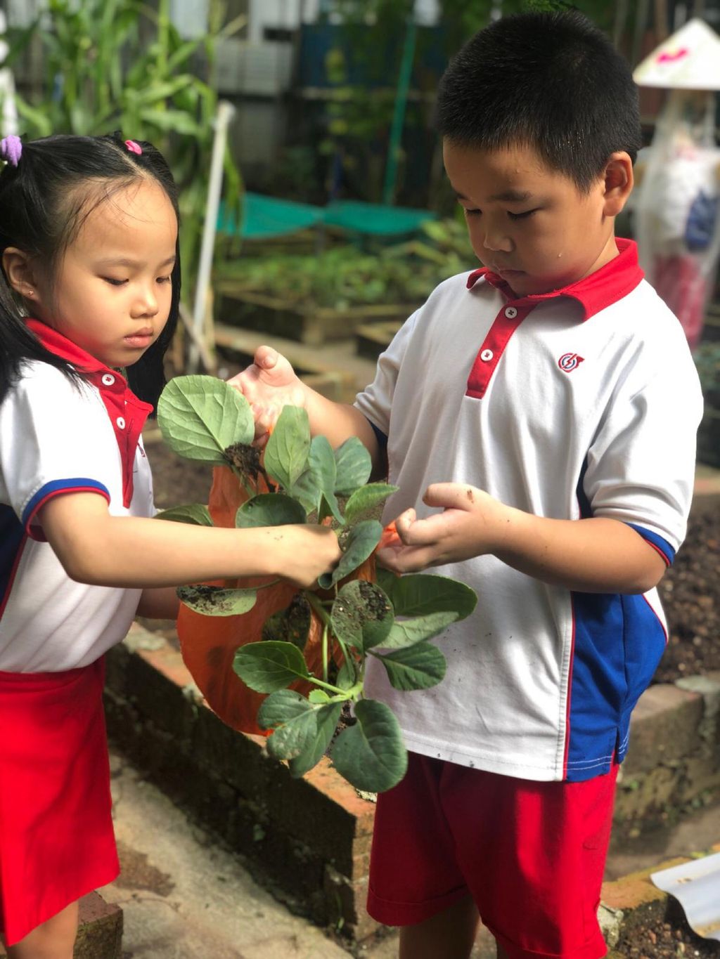 Young Harvesters — photo 9