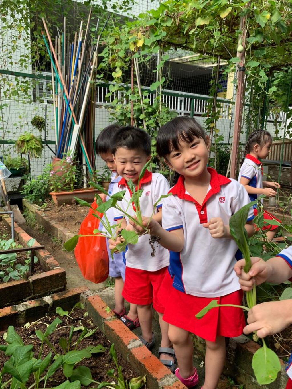 Young Harvesters — photo 13