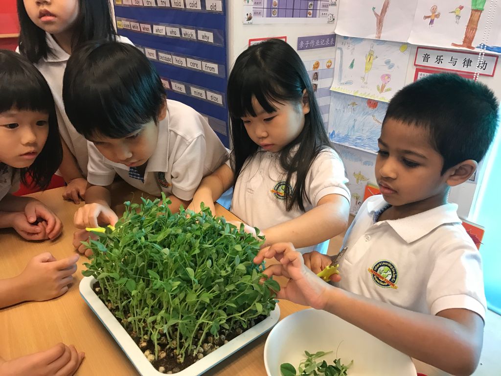 SSDB: "The Little Green Thumbs" Learning Vision @ NUHS — photo 1