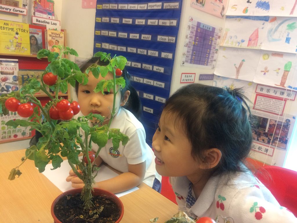 SSDB: "The Little Green Thumbs" Learning Vision @ NUHS — photo 4