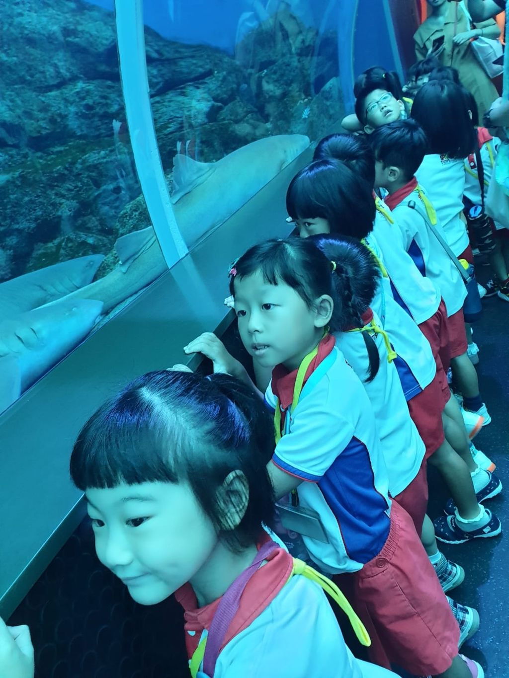 PCF Sparkletots Preschool @ Kampong Chai Chee BLK 424 visit the S.E.A Aquarium. — photo 2