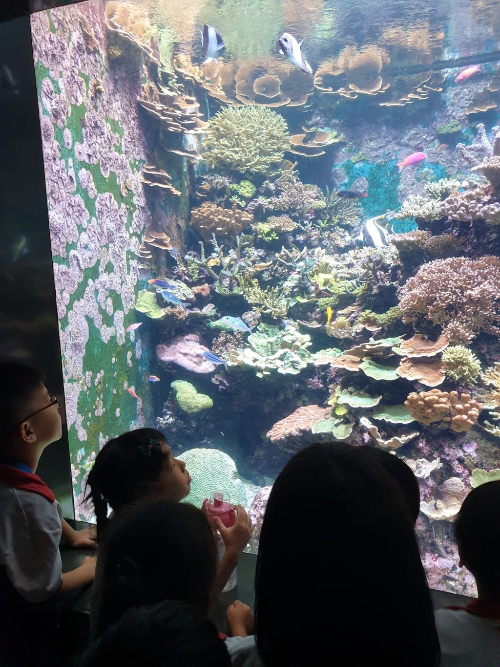 PCF Sparkletots Preschool @ Kampong Chai Chee BLK 424 visit the S.E.A Aquarium. — photo 4