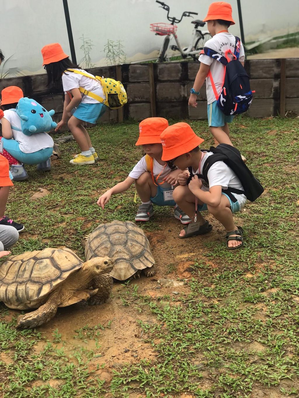 Little Ninja (Turtles) — photo 5