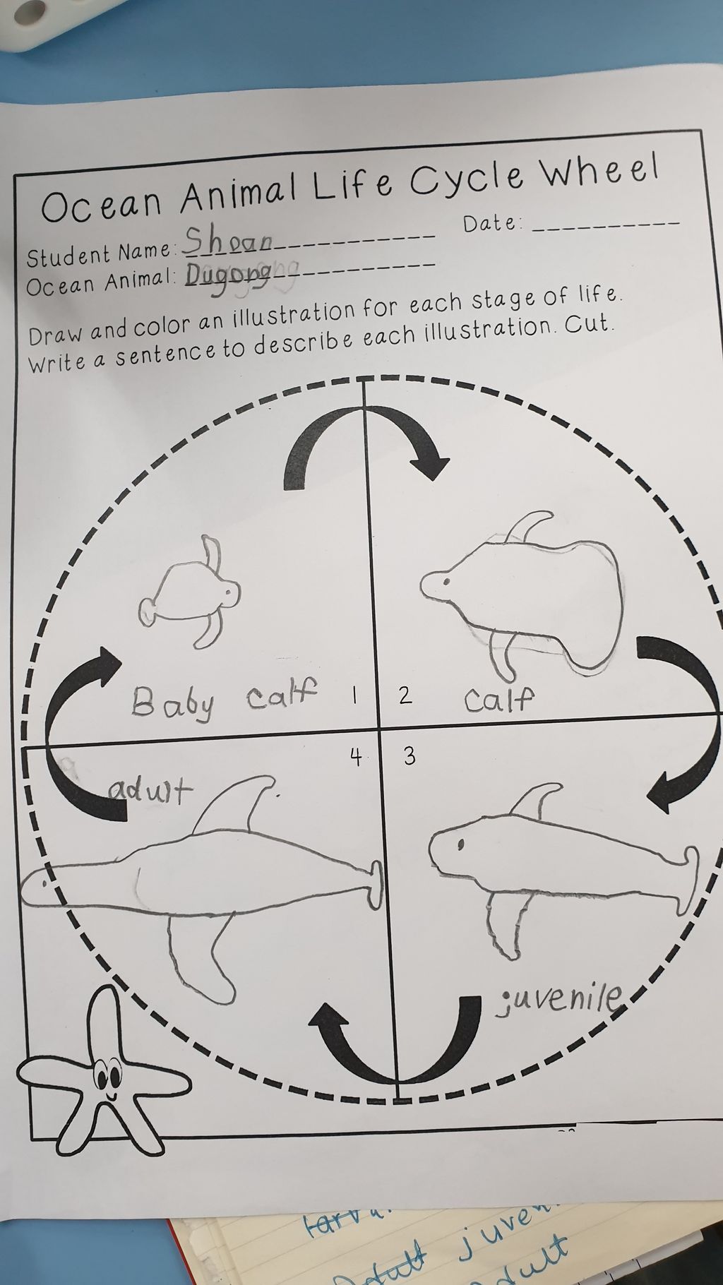 Getting to know the Octopus and Dugong- Research Notes