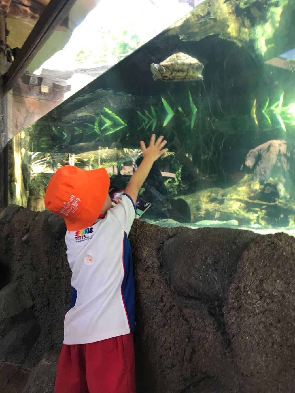 Start Small Dream Big “Kinder Class at the River Safari” — photo 2
