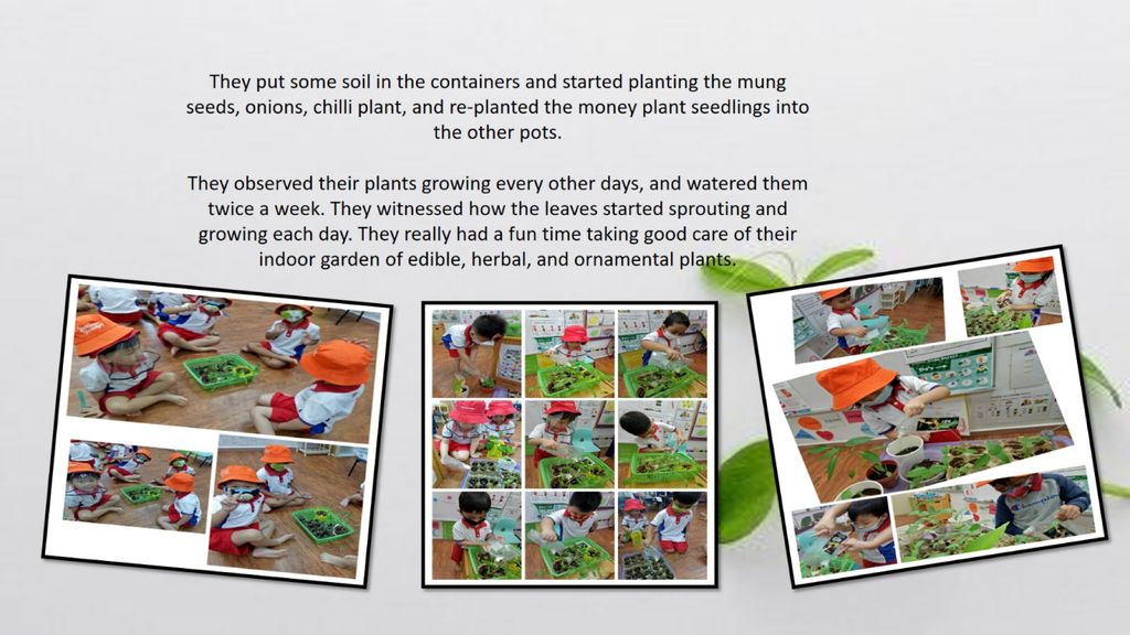 Phase 2: Strengthening Food Resilience by Setting up our School’s Indoor Garden — photo 4