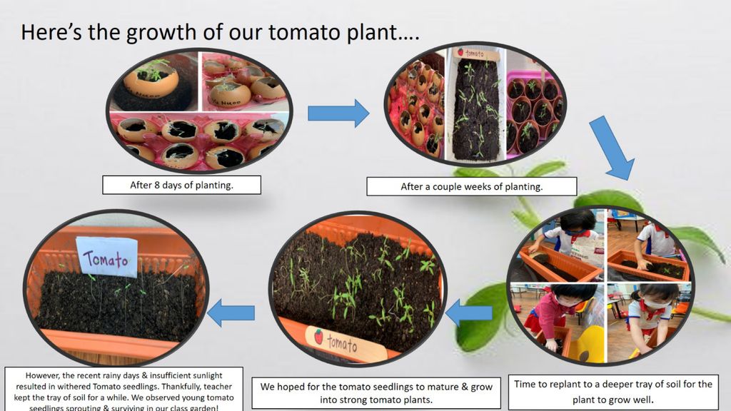 Phase 2: Strengthening Food Resilience by Setting up our School’s Indoor Garden — photo 6