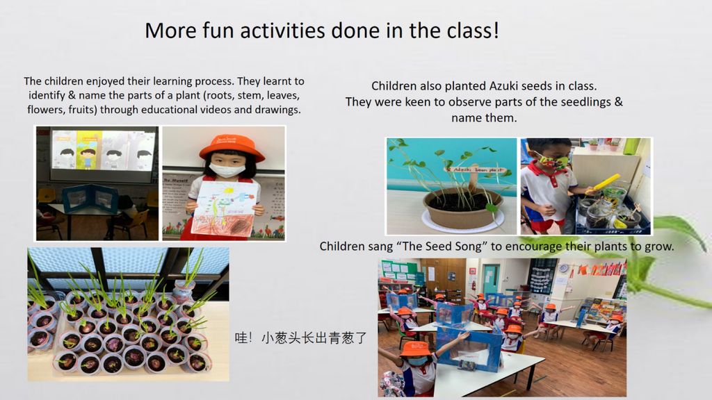 Phase 2: Strengthening Food Resilience by Setting up our School’s Indoor Garden — photo 7
