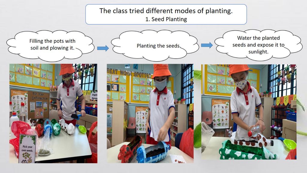 Phase 2: Strengthening Food Resilience by Setting up our School’s Indoor Garden — photo 9