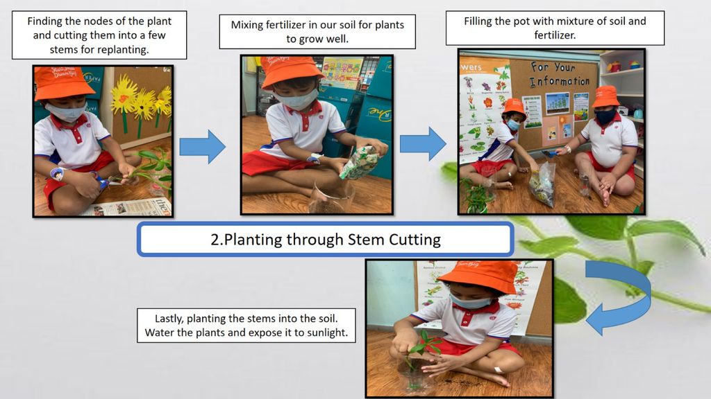 Phase 2: Strengthening Food Resilience by Setting up our School’s Indoor Garden — photo 10