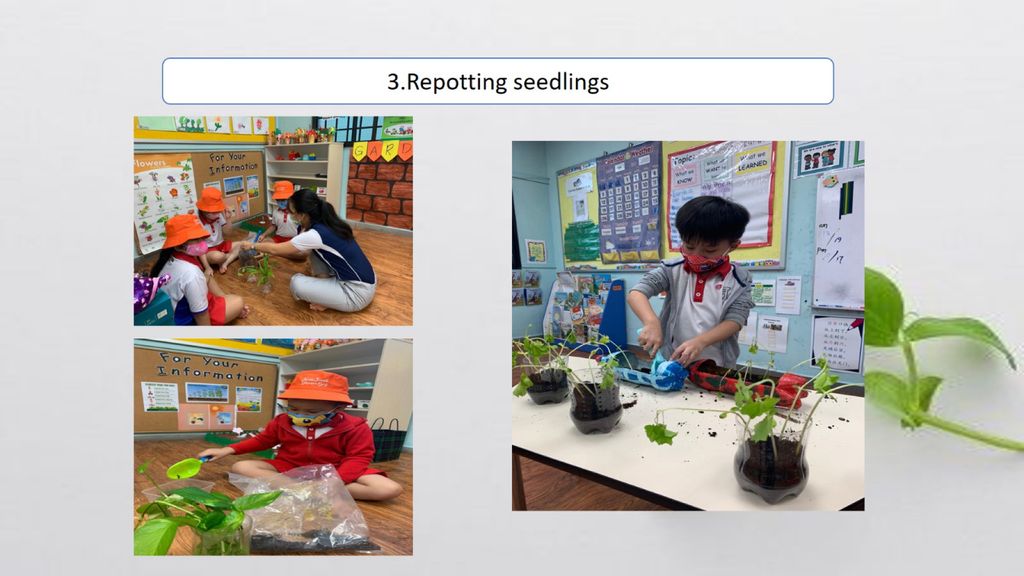 Phase 2: Strengthening Food Resilience by Setting up our School’s Indoor Garden — photo 11