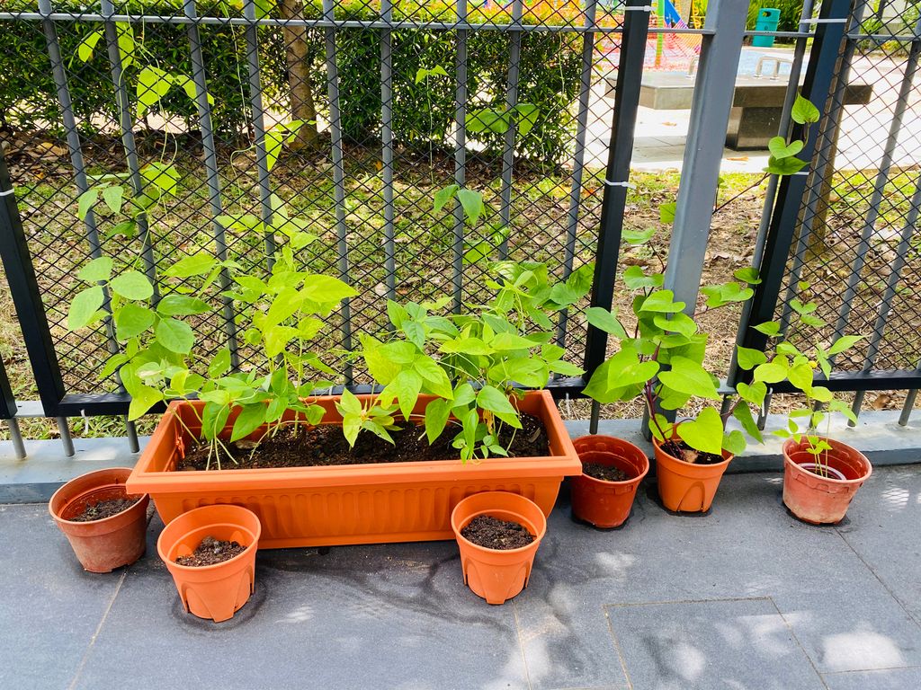 Appreciating Nature: Sustainable Food Sources — photo 1