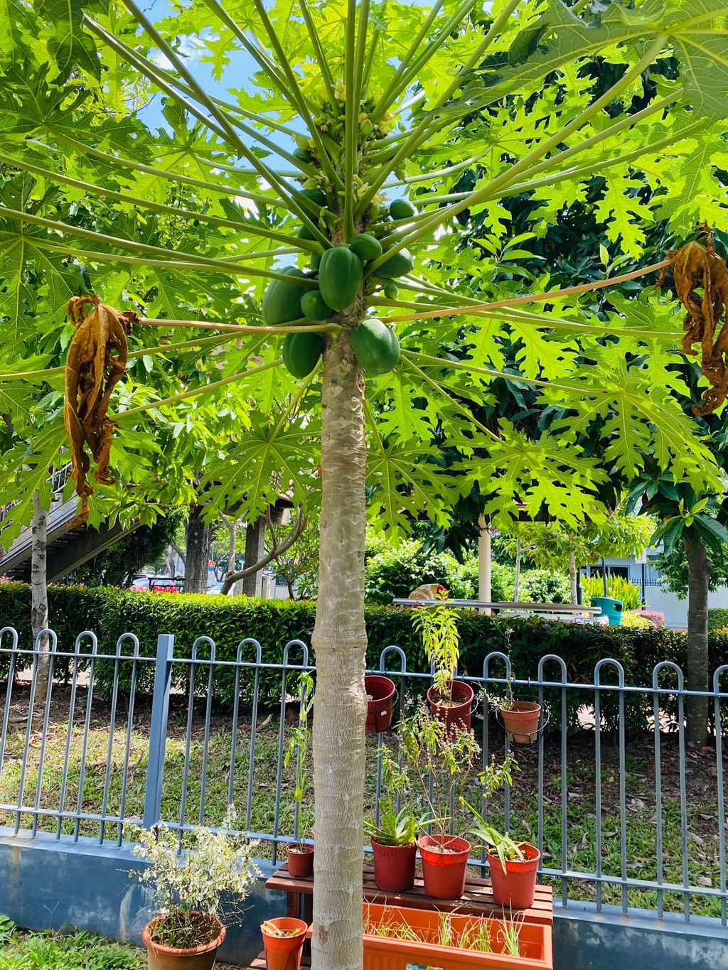 Appreciating Nature: Sustainable Food Sources — photo 3