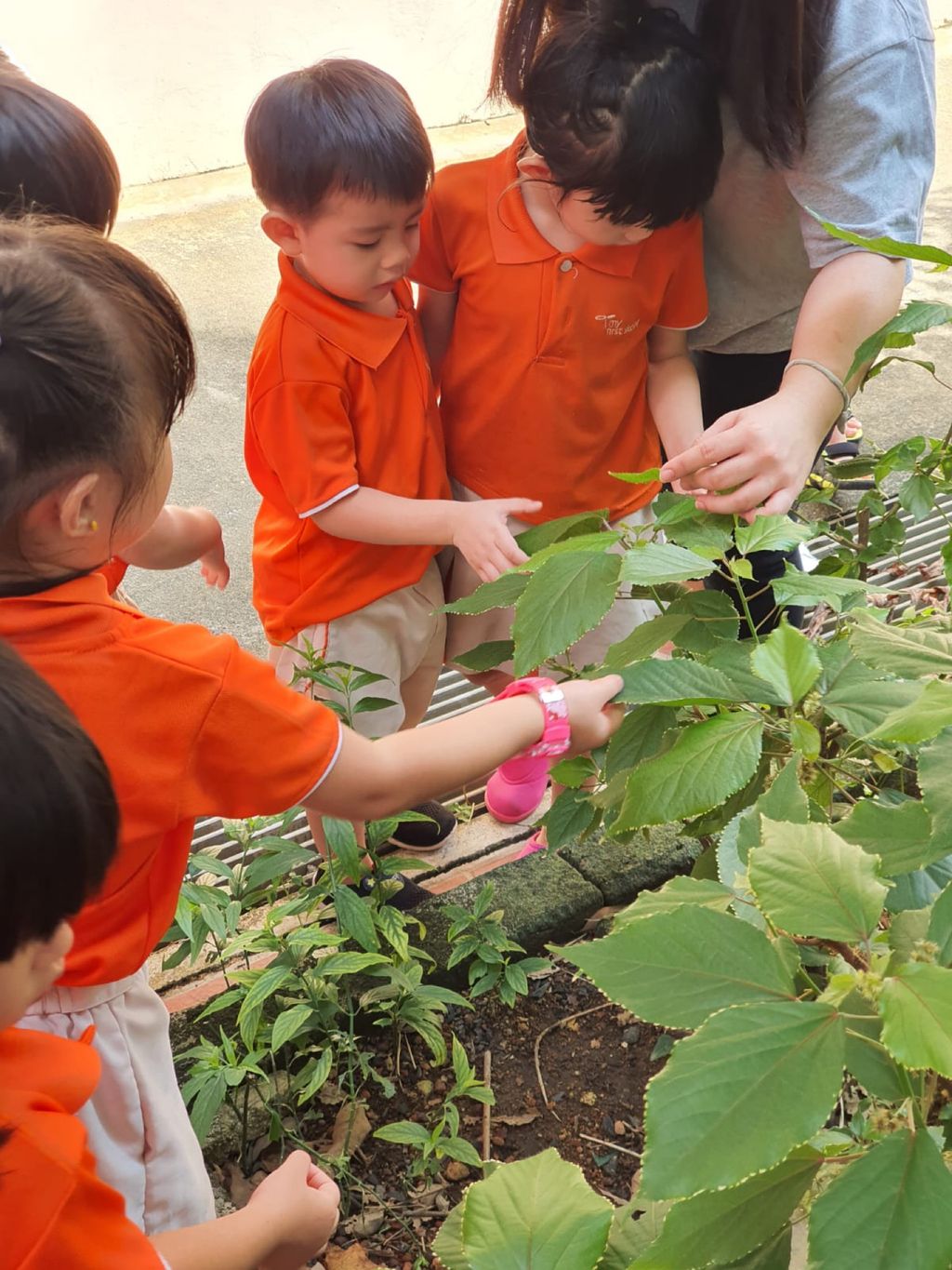 SSDB 2020 - Caring for the plants in our community — photo 5