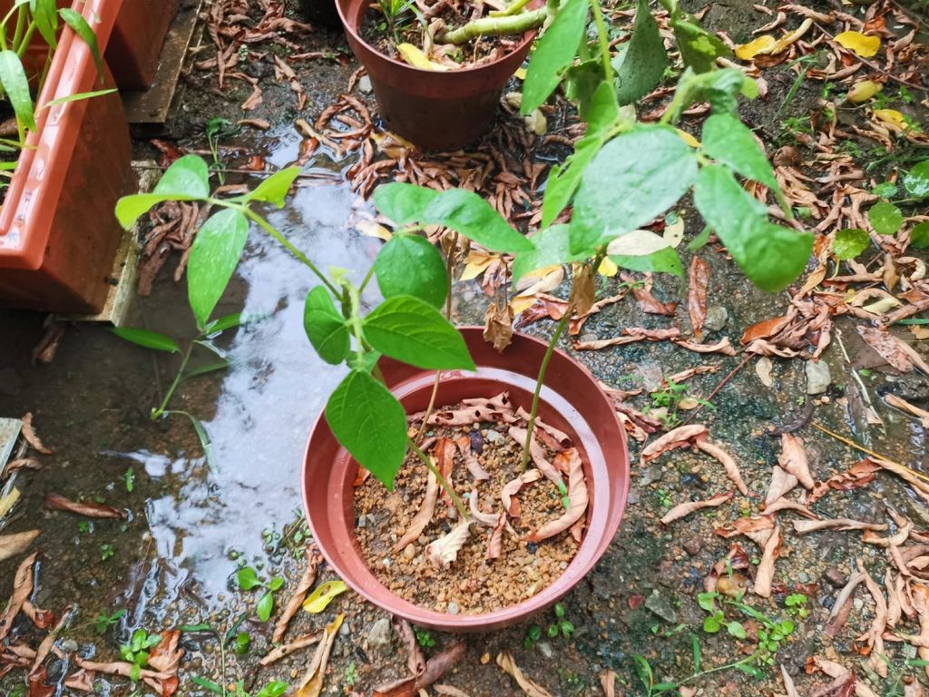 Week 5 (continuation): ‘Nature and Me!’ – Parts of a Plant and How They Develop — photo 1
