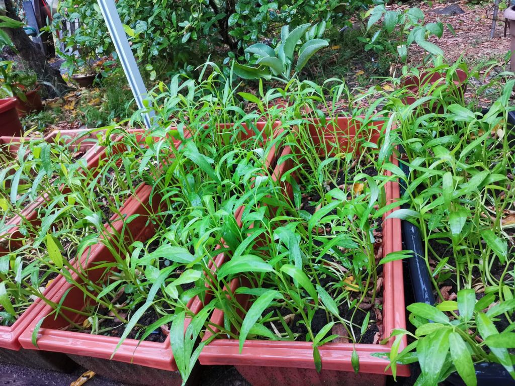 Week 5 (continuation): ‘Nature and Me!’ – Parts of a Plant and How They Develop — photo 2