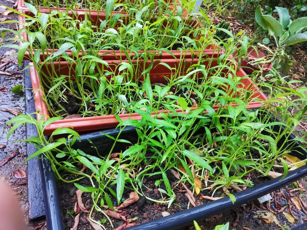 Week 5 (continuation): ‘Nature and Me!’ – Parts of a Plant and How They Develop — photo 3
