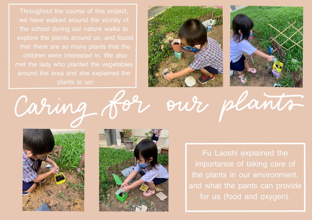 Caring for our plants — photo 3