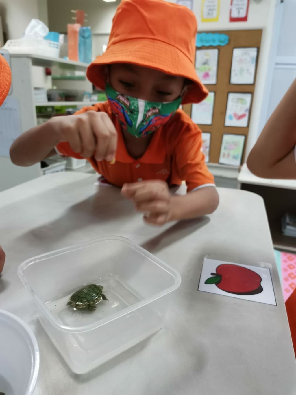 Pet Ownership - Our Class Pets!