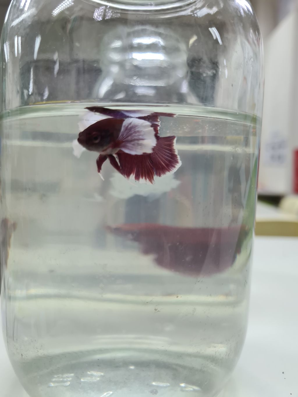 Pet Ownership - Our Class Pets! — photo 4