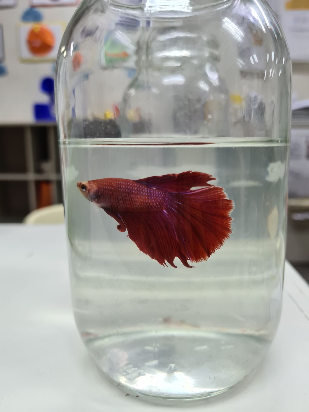 Pet Ownership - Our Class Pets! — photo 7